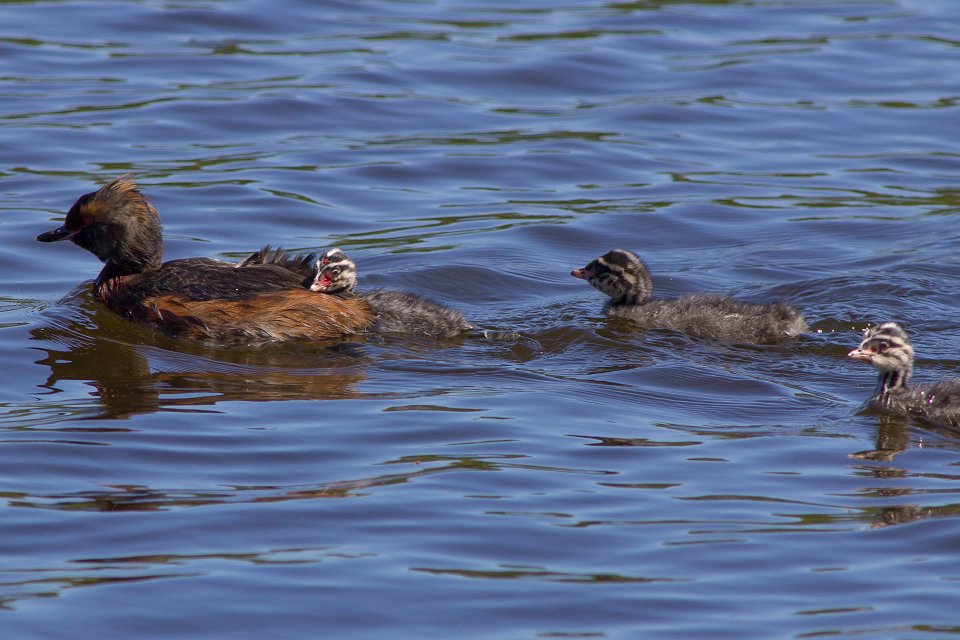 Fåglar dopping med ungar