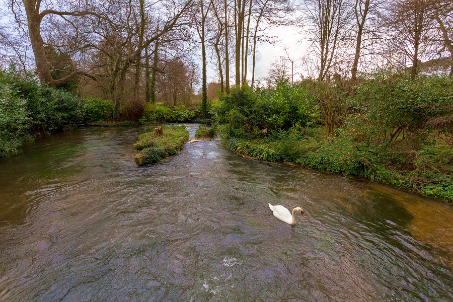 Mottisfont - december 2015 river swan