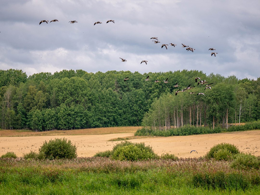 Angarnssjöängen - augusti 2019