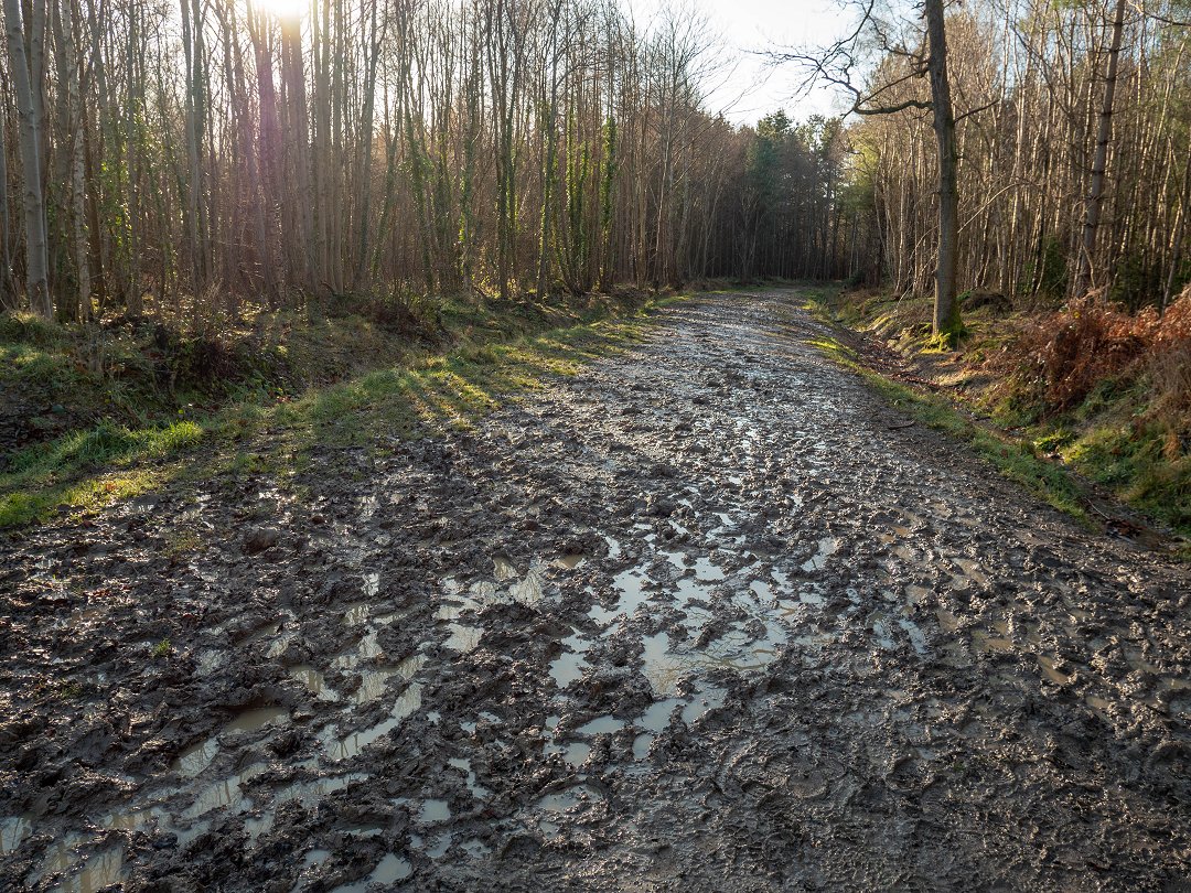 Creech Wood England - december 2019