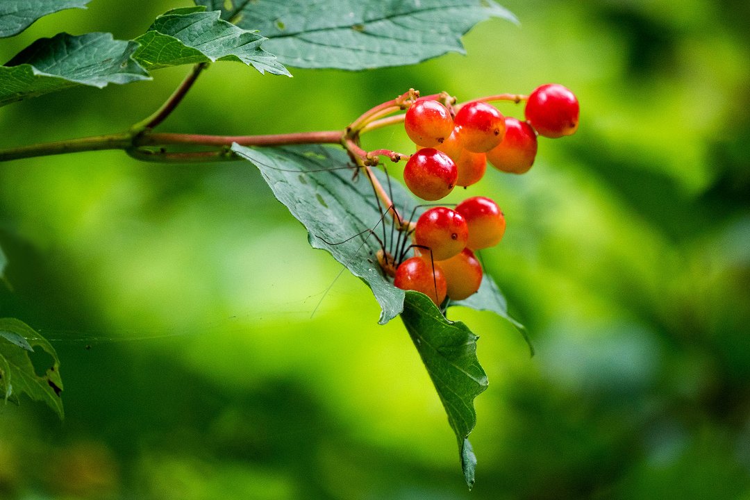 Dalby Söderskog Skåne - augusti 2019 spider berries
