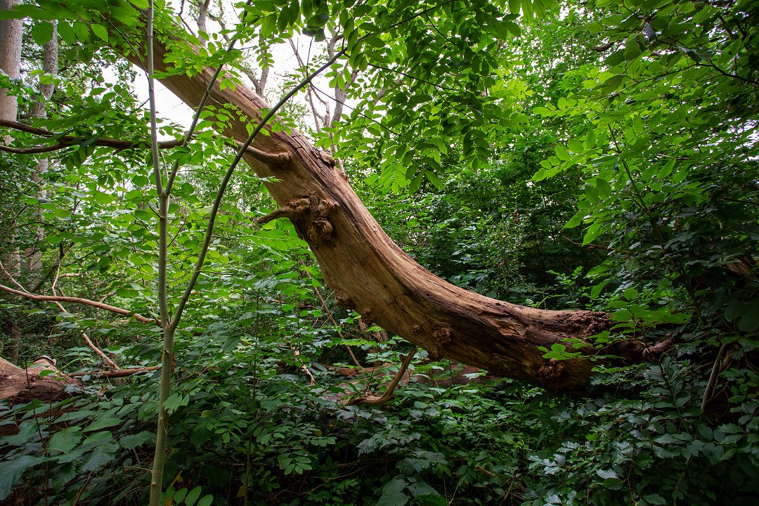 Dalby Söderskog Skåne - augusti 2019