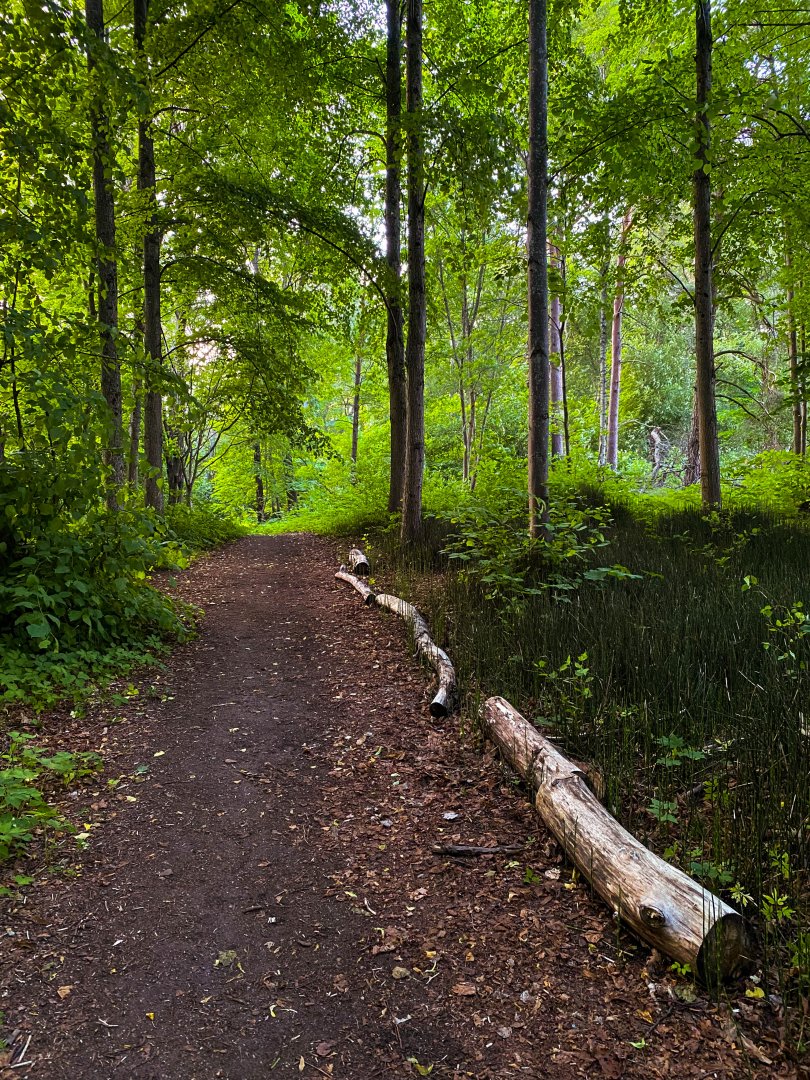 Engelska parken, Hässelby - juni 2022 stammar