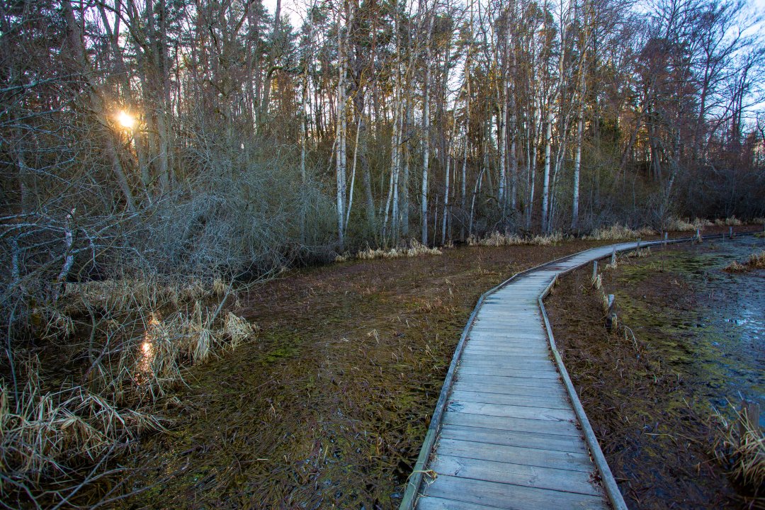 Fysingens naturreservat, Rosersberg - mars 2020 gront och brunt