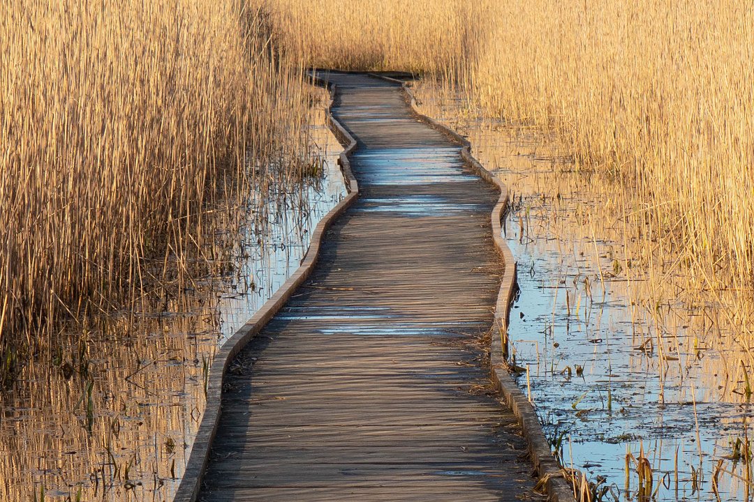 Fysingens naturreservat, Rosersberg - mars 2020