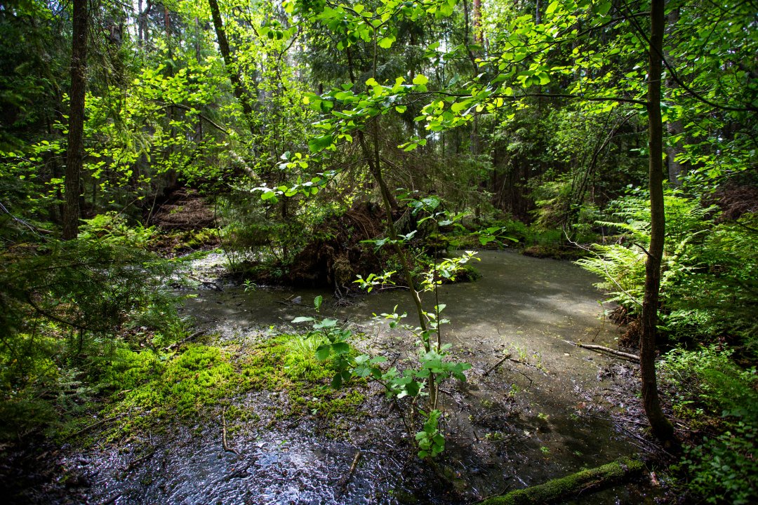 Grimsta naturreservat, Stockholm - juni 2020