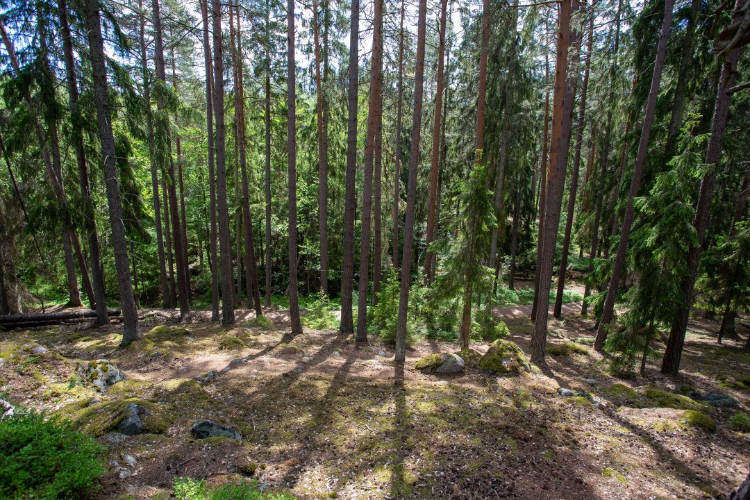 Grimsta naturreservat, Stockholm - juni 2020 trad som pelare