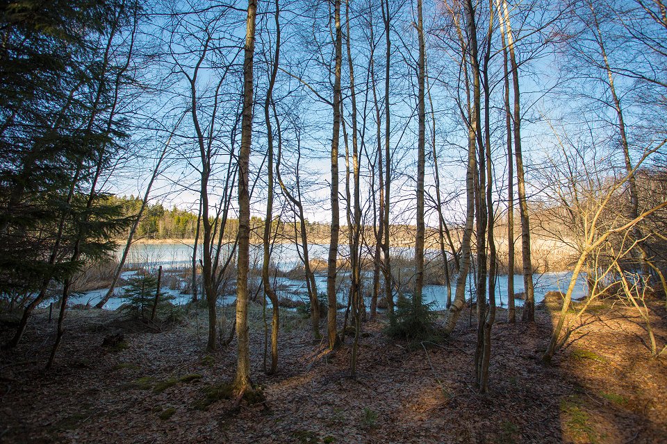 Gullsjön Täby - mars 2017 smala stammar vid sjon