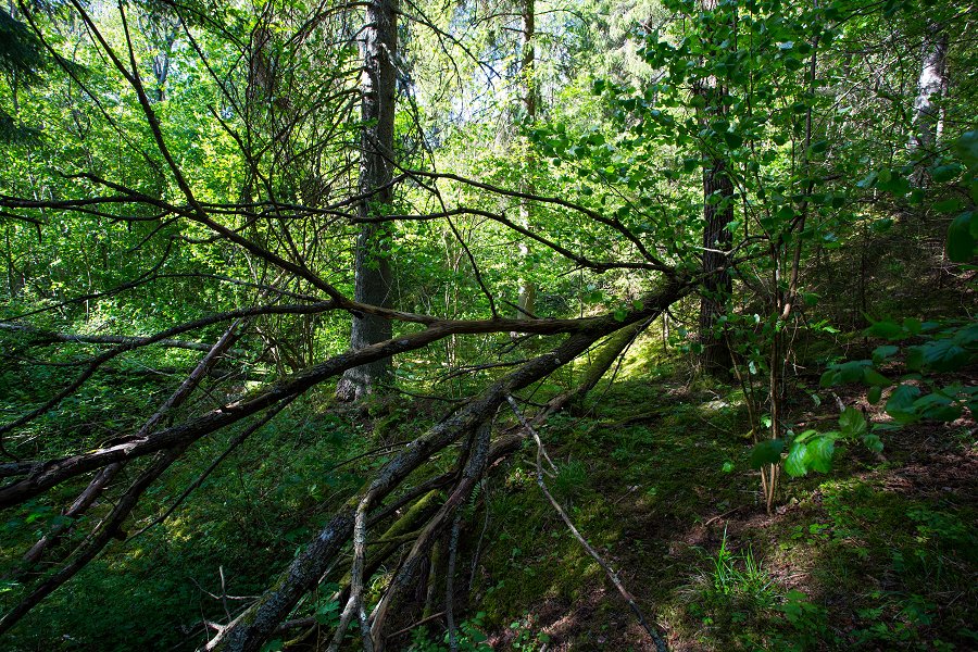 Hårsbäcksdalens naturreservat - juni 2015 IMG 2794