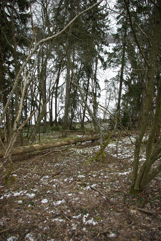 Huvududdens naturreservat - feb 2009 skogen
