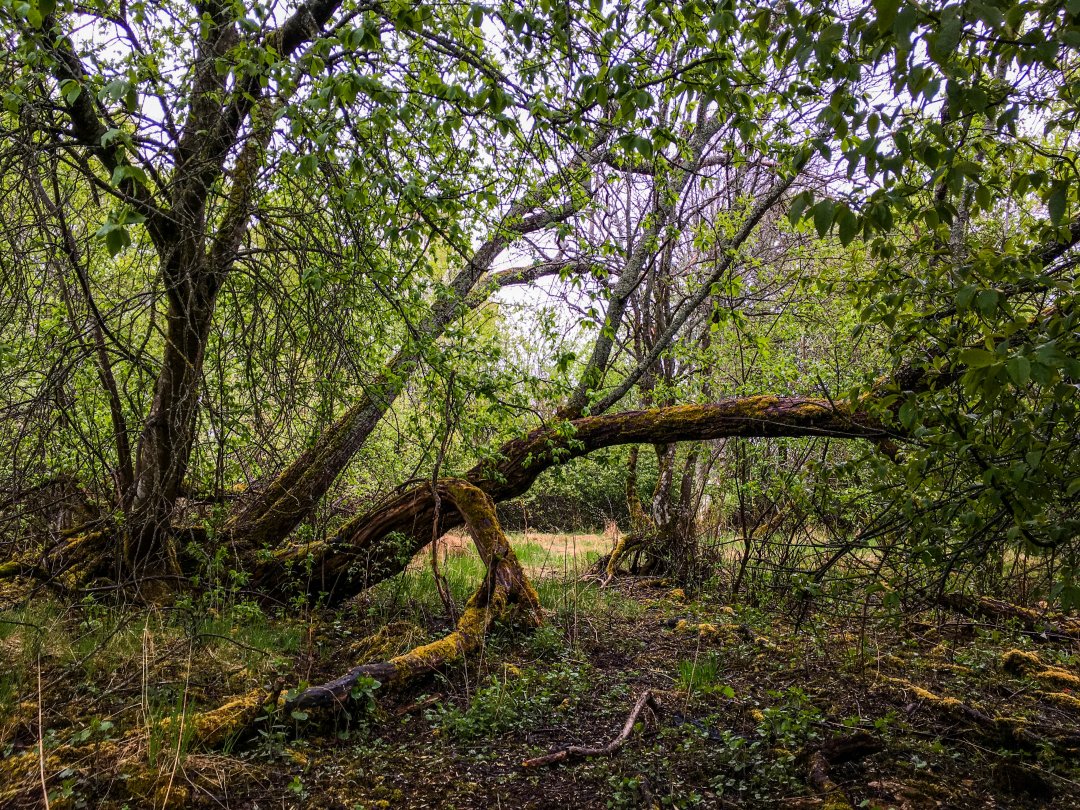 Igelbäckens naturreservat, Sundbyberg - maj 2022