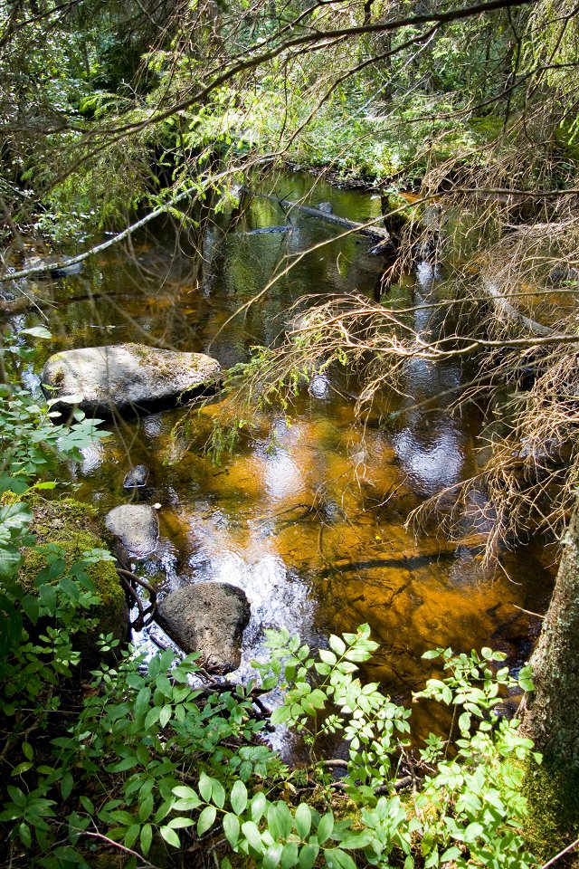 Illhargens naturreservat - juli 2010 brunt vatten