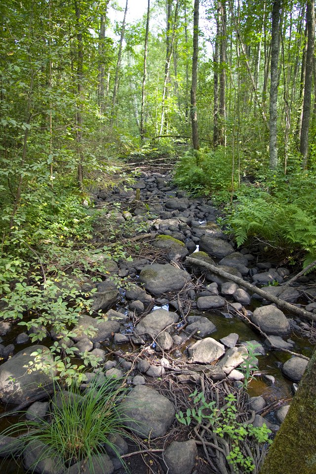 Illhargens naturreservat - juli 2010 uttorkad flod