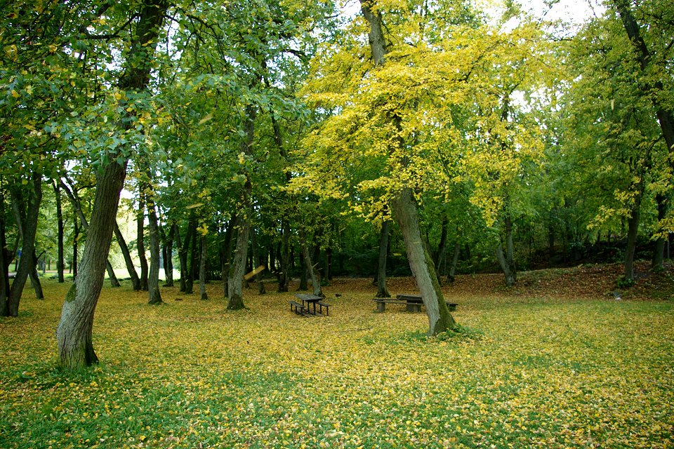 Judarskogens naturreservat - september 2008