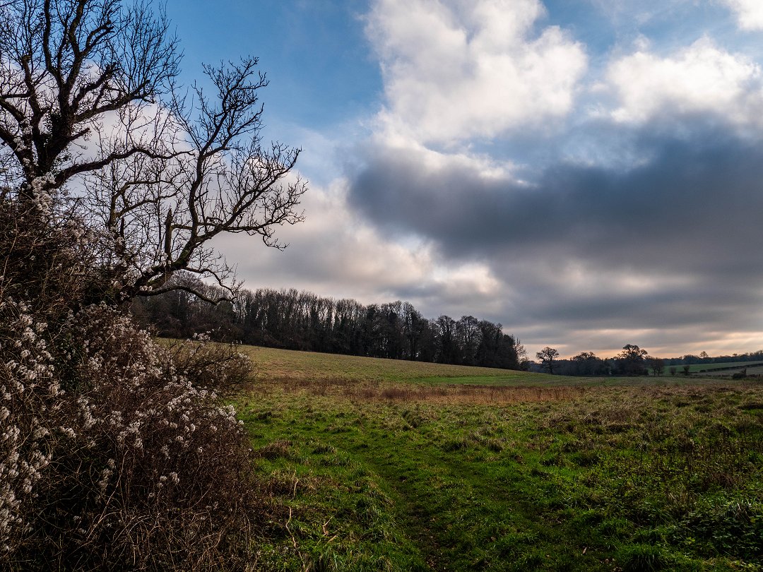 Kingley Vale National Nature Reserve England - december 2019