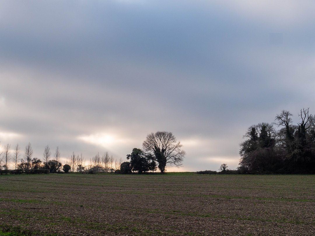 Kingley Vale National Nature Reserve England - december 2019 himmel siluett