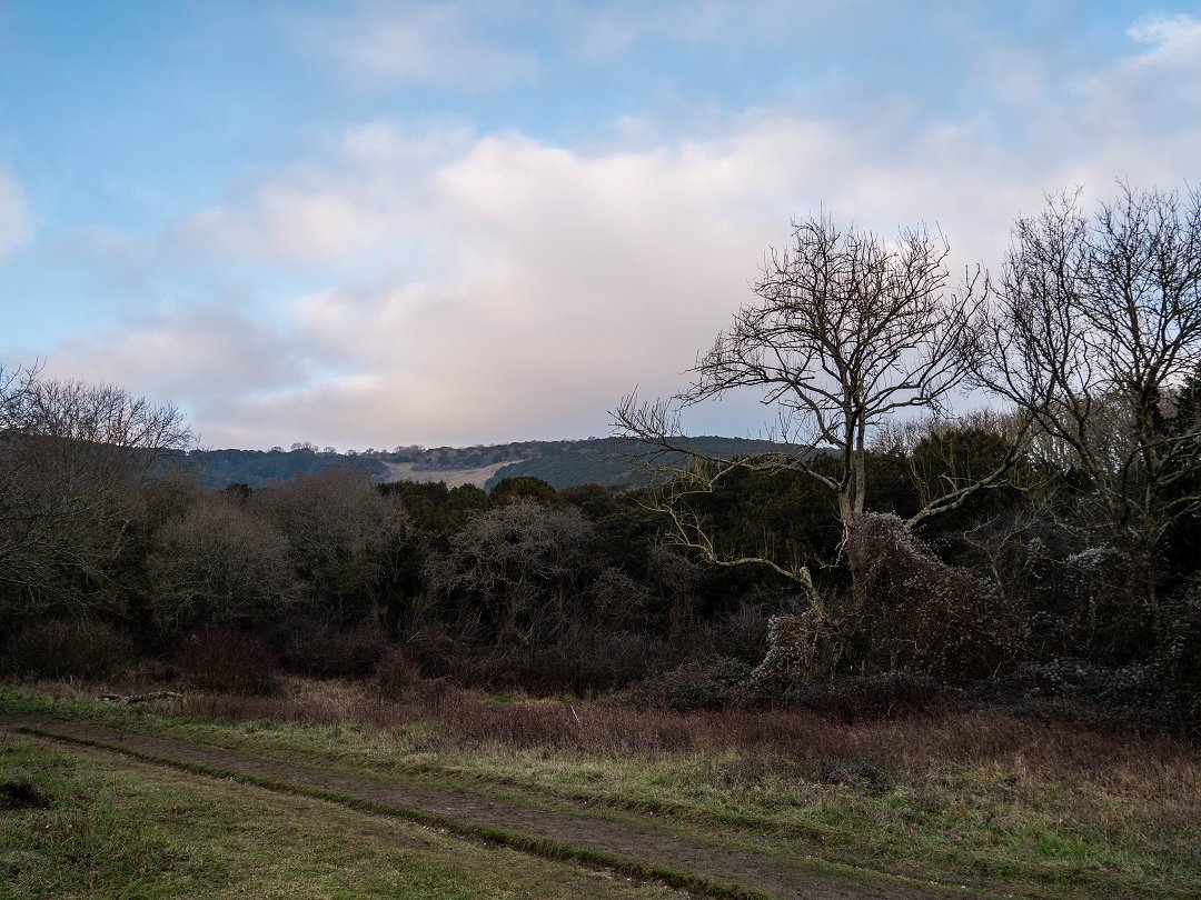 Kingley Vale National Nature Reserve England - december 2019 stigen