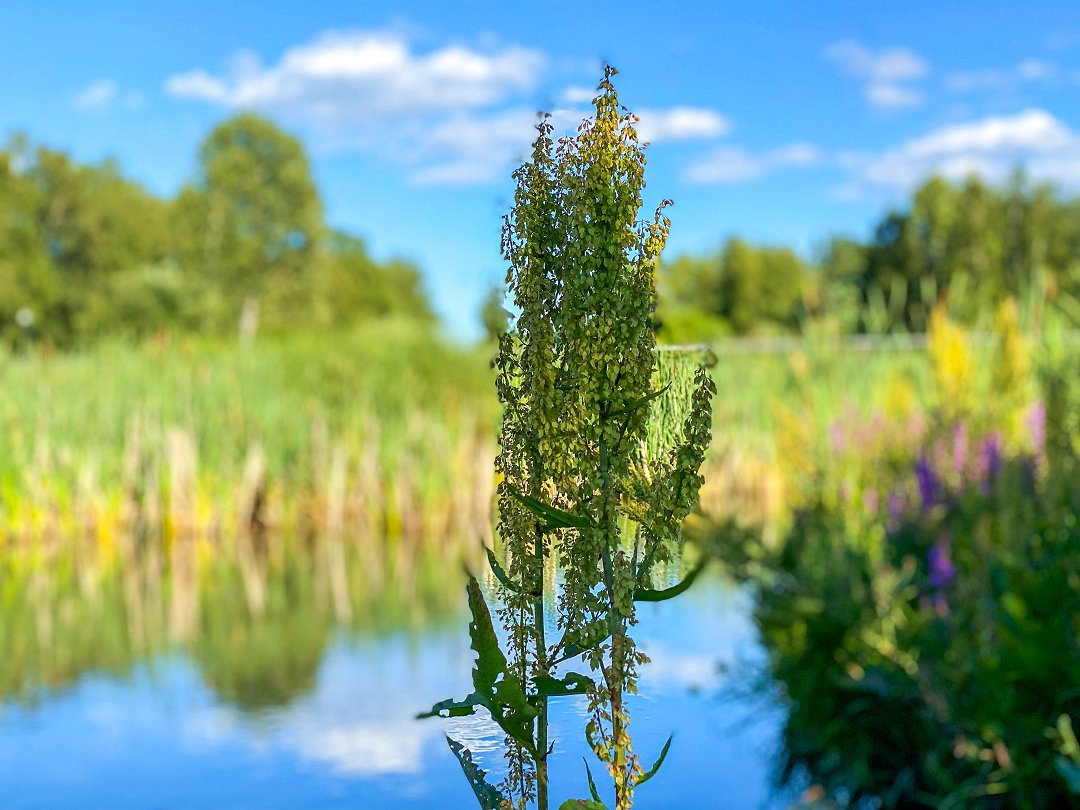 Kyrkparken, Järfälla - juli 2022 gron blomma