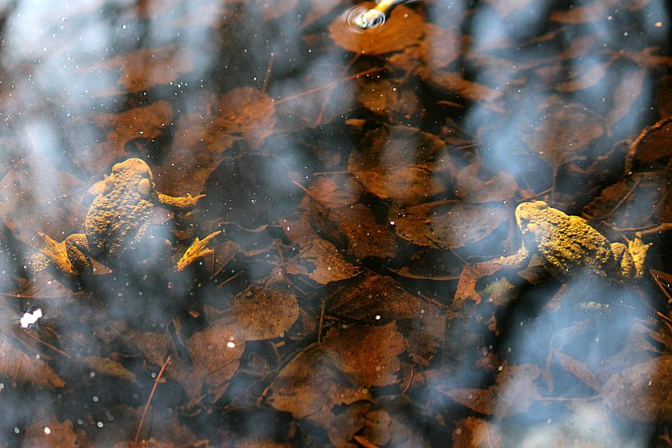 Kyrksjön Bromma - april 2012 two frogs