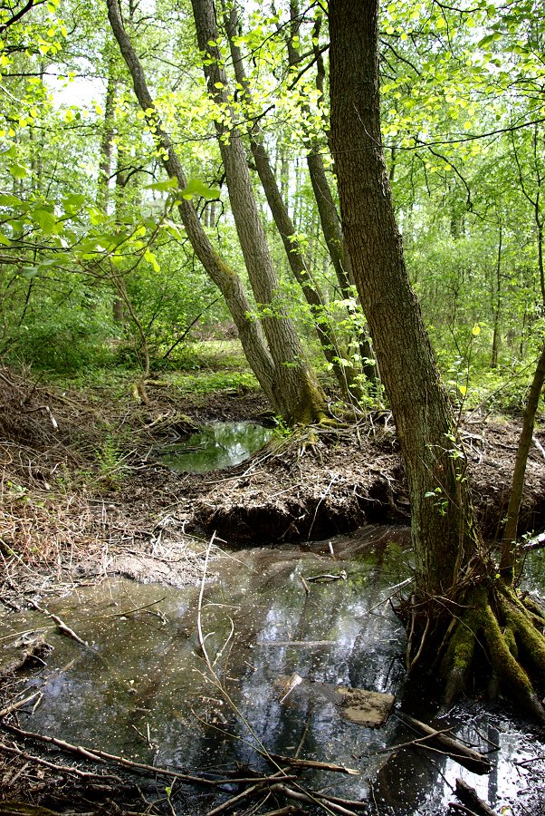 Kyrksjön Brommma - maj 2008