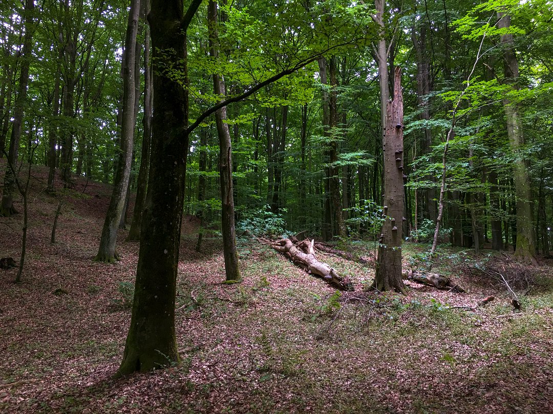 Lövestads åsar, Skåne - augusti 2021