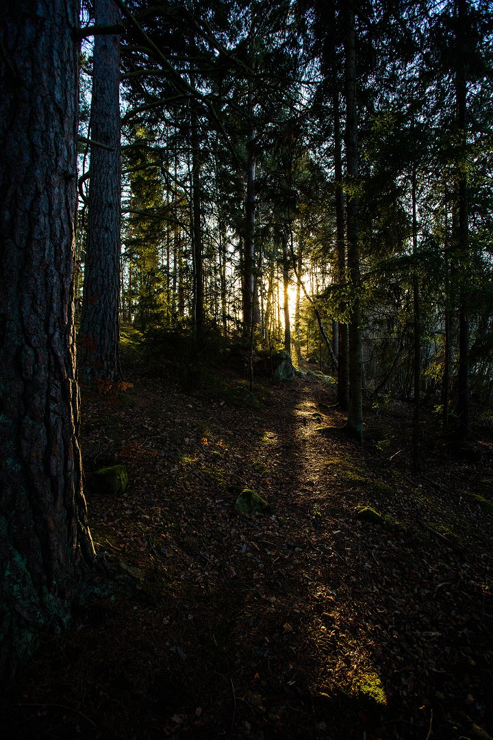 Lejondals naturreservat Bro - januari 2019 trollskog