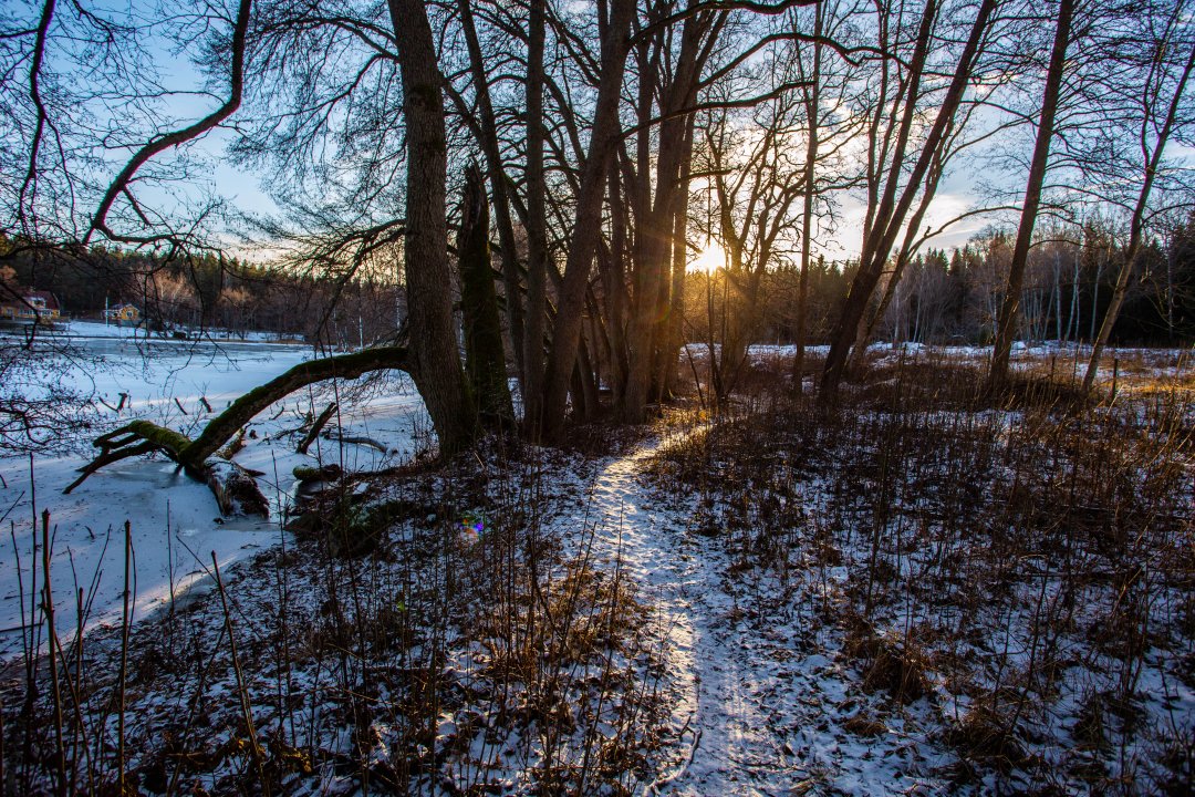 Lejondals naturreservat Bro - januari 2019 vintersol