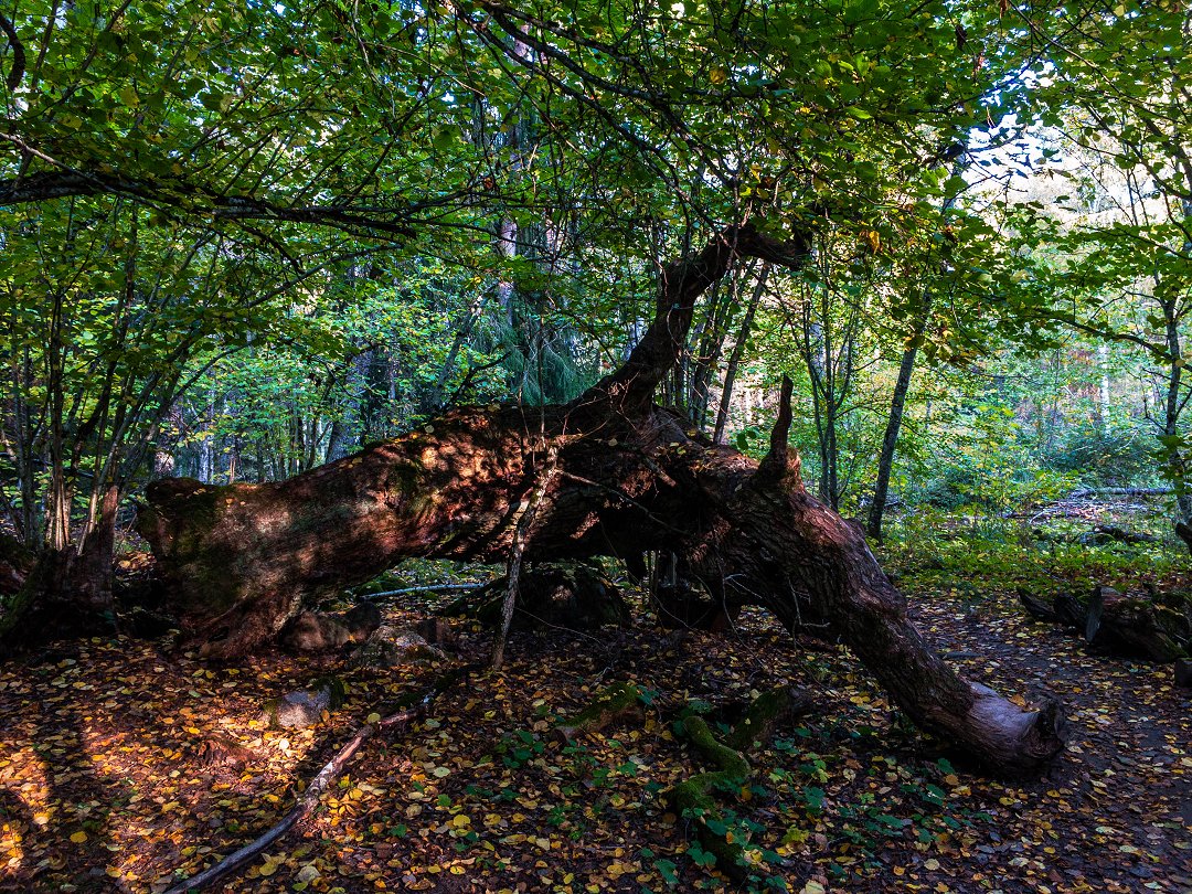 Molnsättra naturreservat, Järfälla - oktober 2020 (feb 2009)