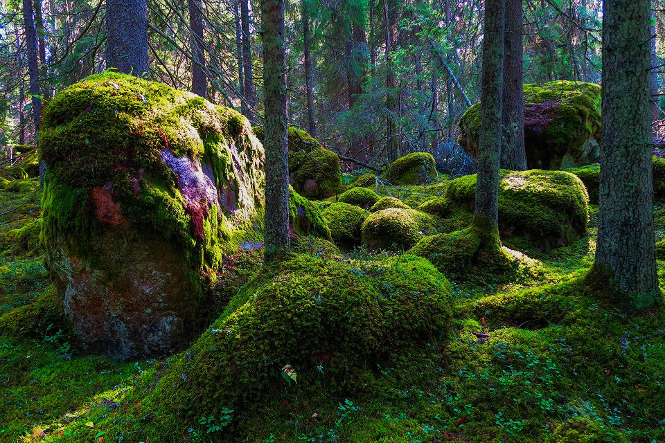 Myrkarby Naturreservat - augusti 2017