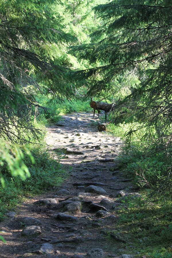 Norra Kvills nationalpark - juli 2012 Img 9751