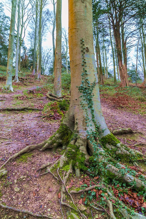 Queen Elisabeth Country Park - december 2015