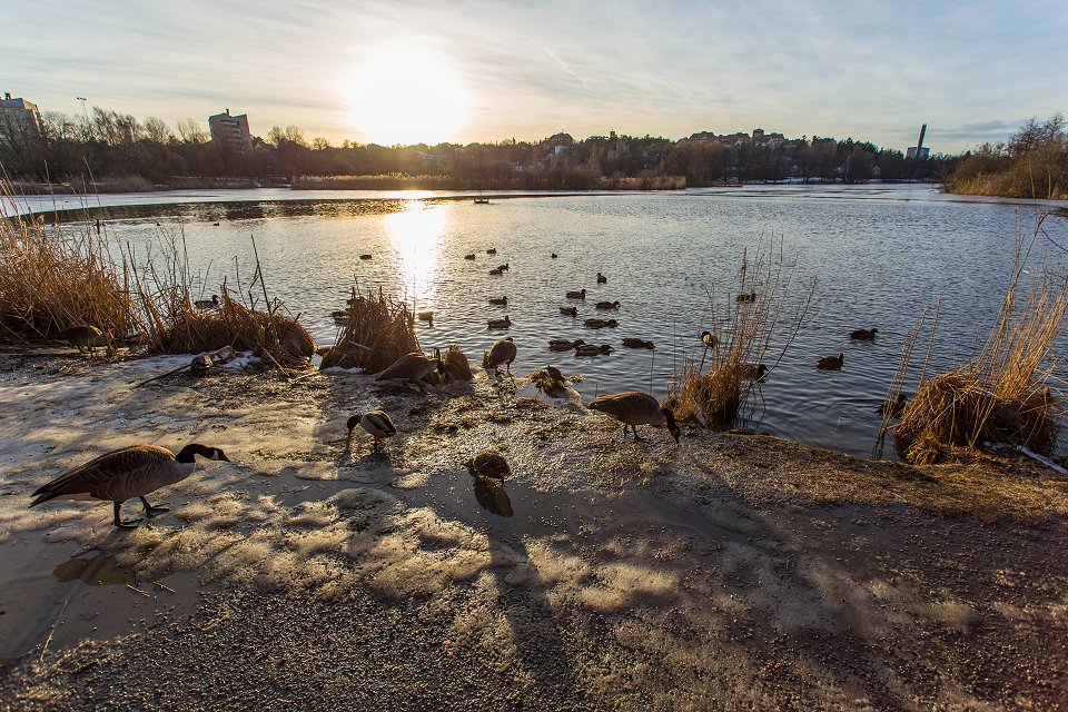 Råstasjön Solna - januari 2017