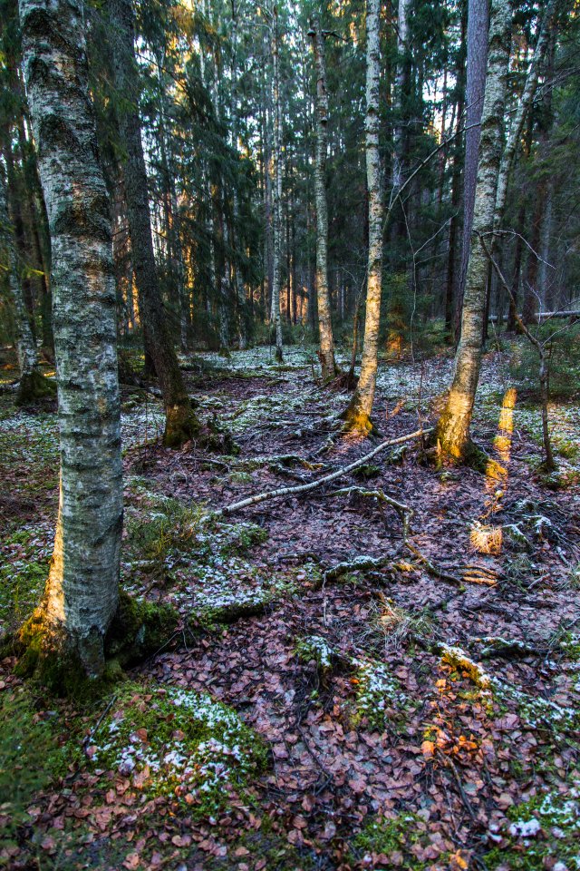 Rösjöskogens naturreservat - januari 2017 natur reservat