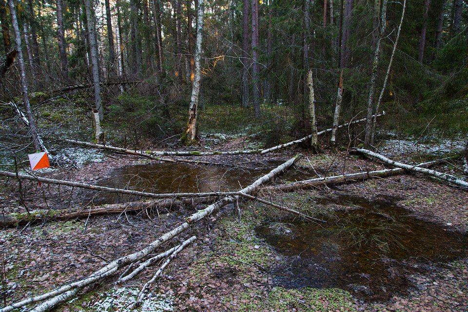 Rösjöskogens naturreservat - januari 2017 rester av orientering