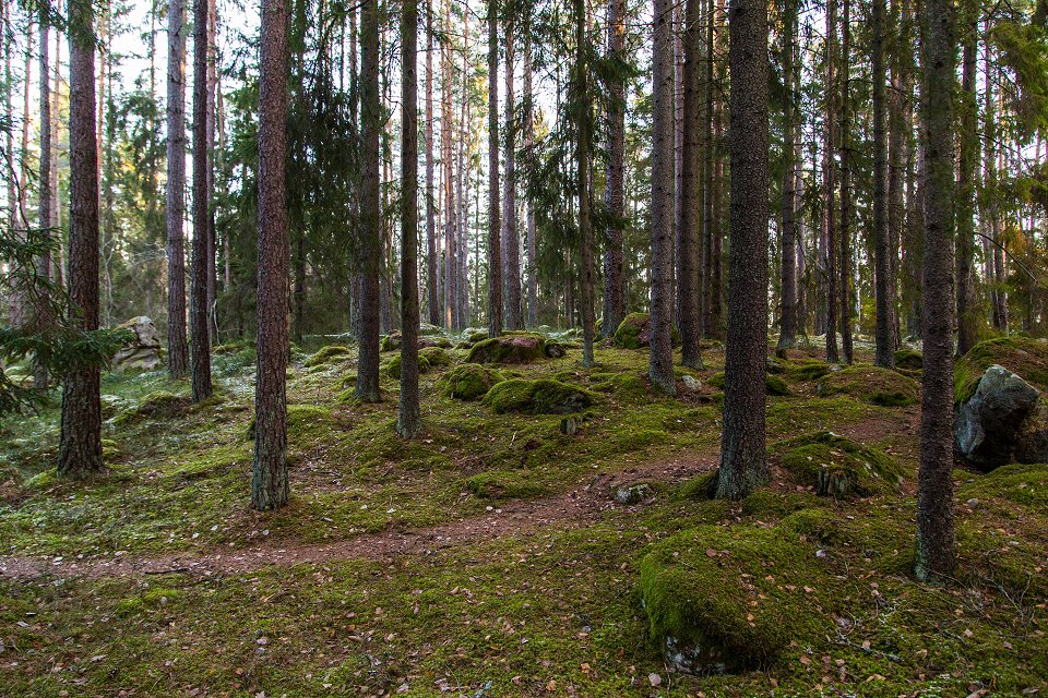 Rösjöskogens naturreservat - januari 2017 skogen