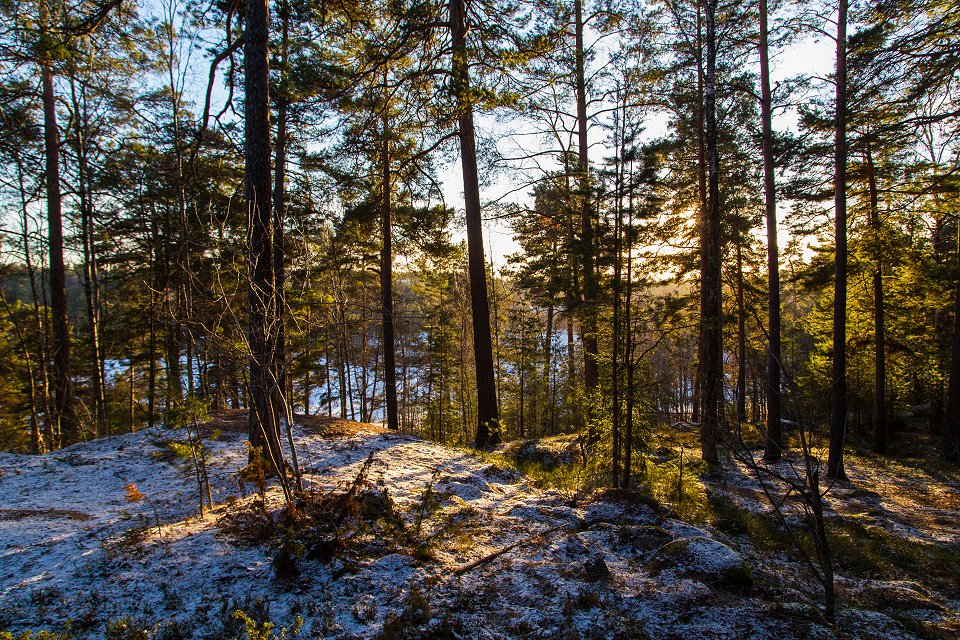 Rösjöskogens naturreservat - januari 2017 sol skog utsikt