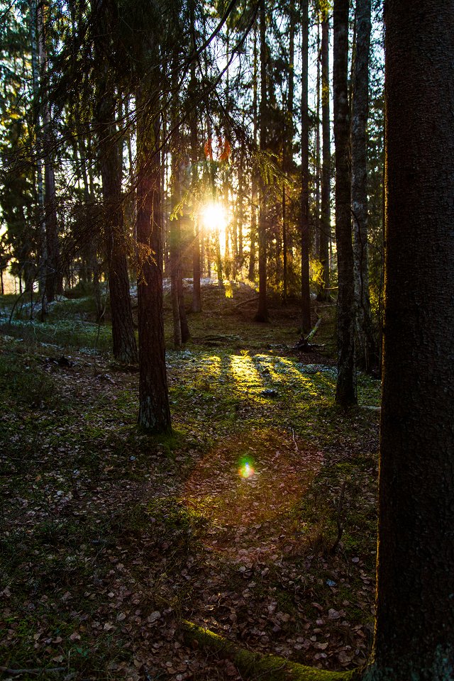 Rösjöskogens naturreservat - januari 2017 solen mellan stammarna