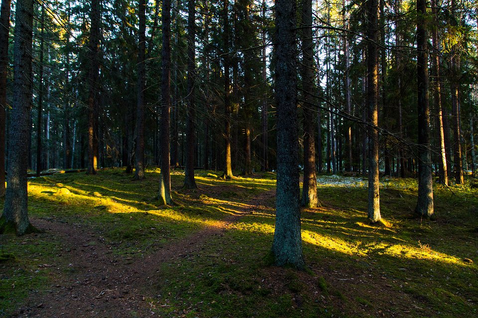 Rösjöskogens naturreservat - januari 2017 stammar med sol natten faller sakta
