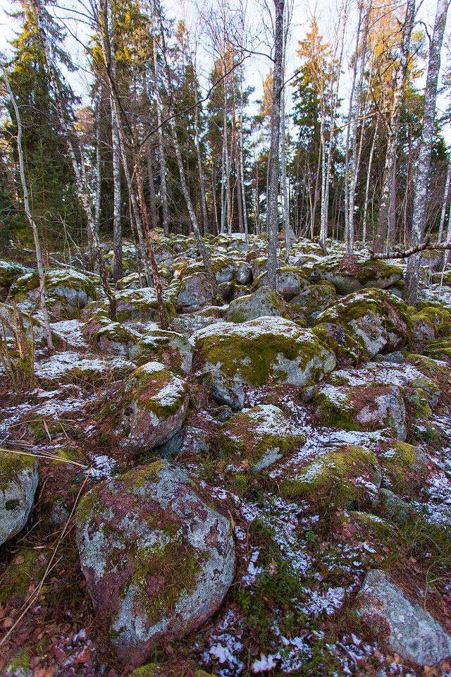 Rösjöskogens naturreservat - januari 2017 stenar i skogen