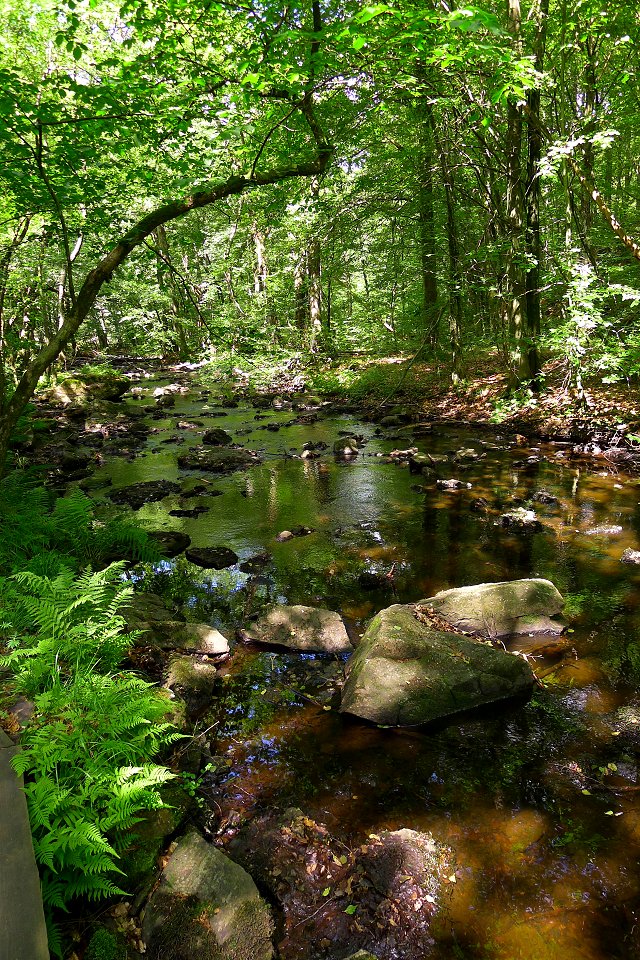 Söderåsens nationalpark - juli 2011