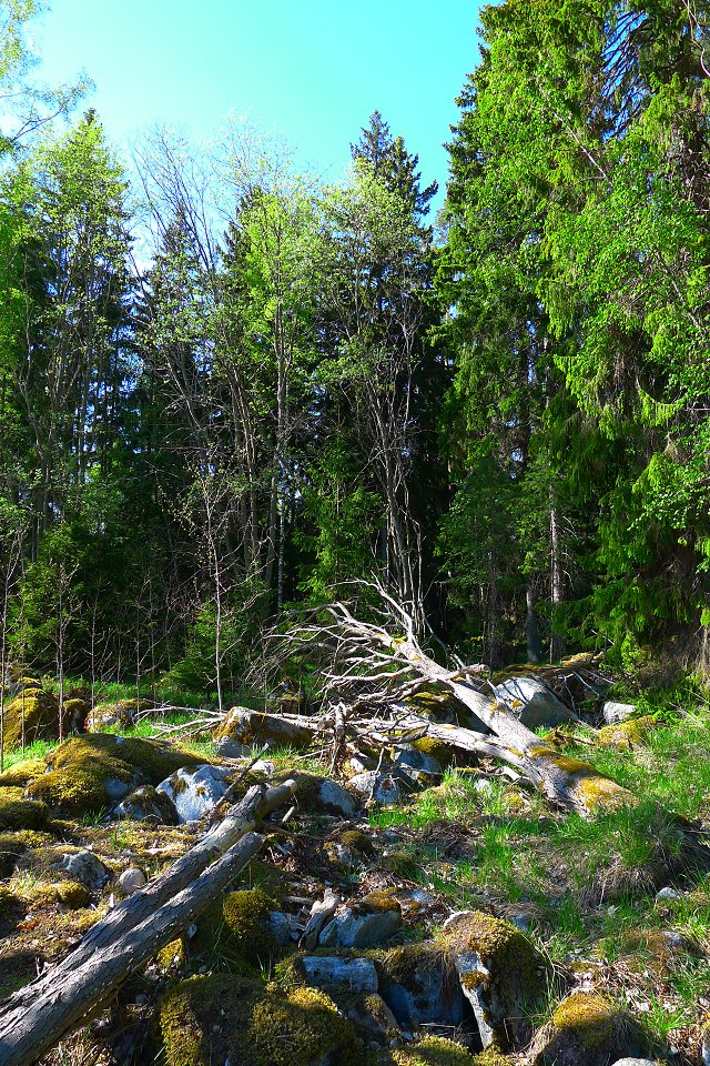 Stäketskogens naturreservat - maj 2011 fallna trad staeket skogen