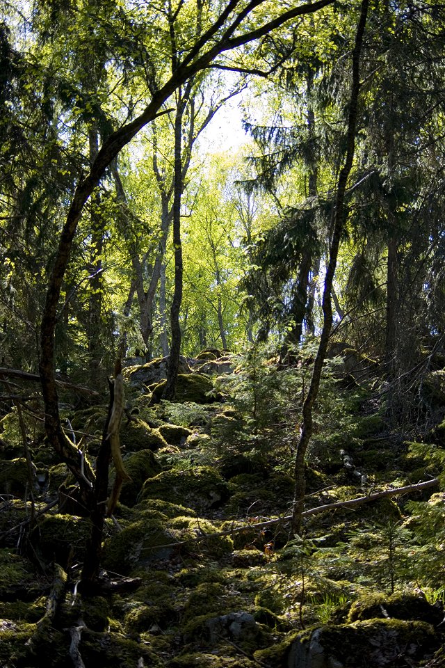 Stäketskogens naturreservat - maj 2011 trollskog