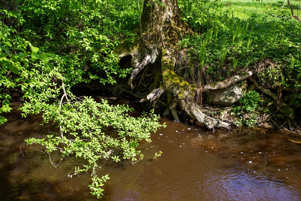 Stjärnorpsravinen - maj 2018