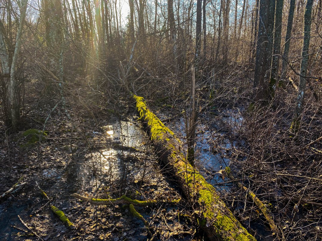 Strandskogen, Täby – februari 2023 green log