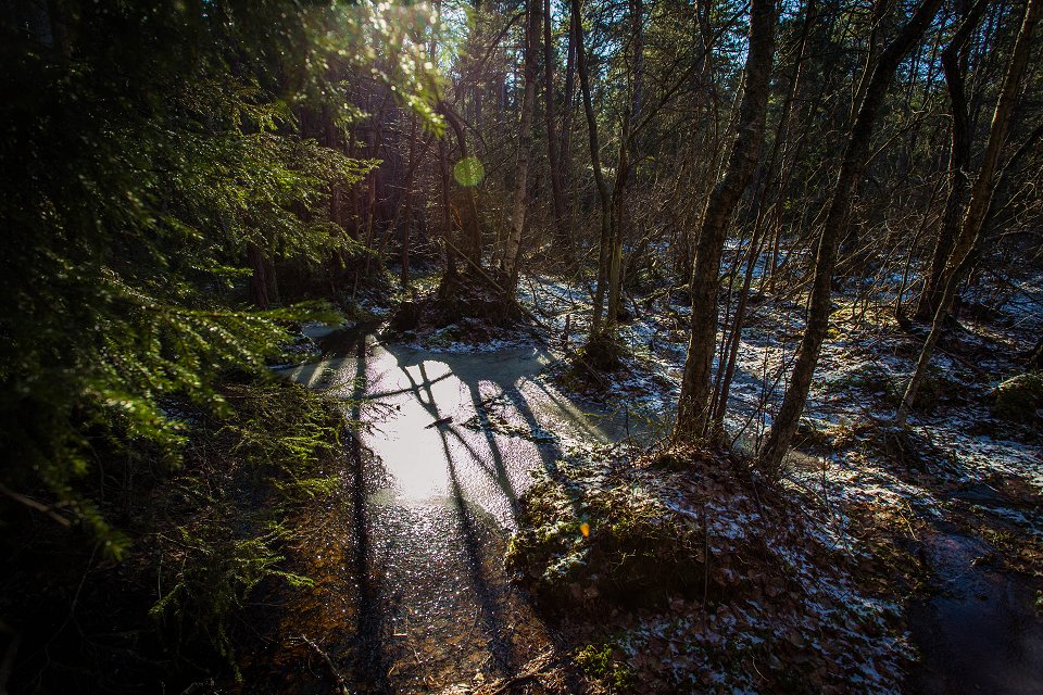 Törnskogens naturreservat - mars 2017