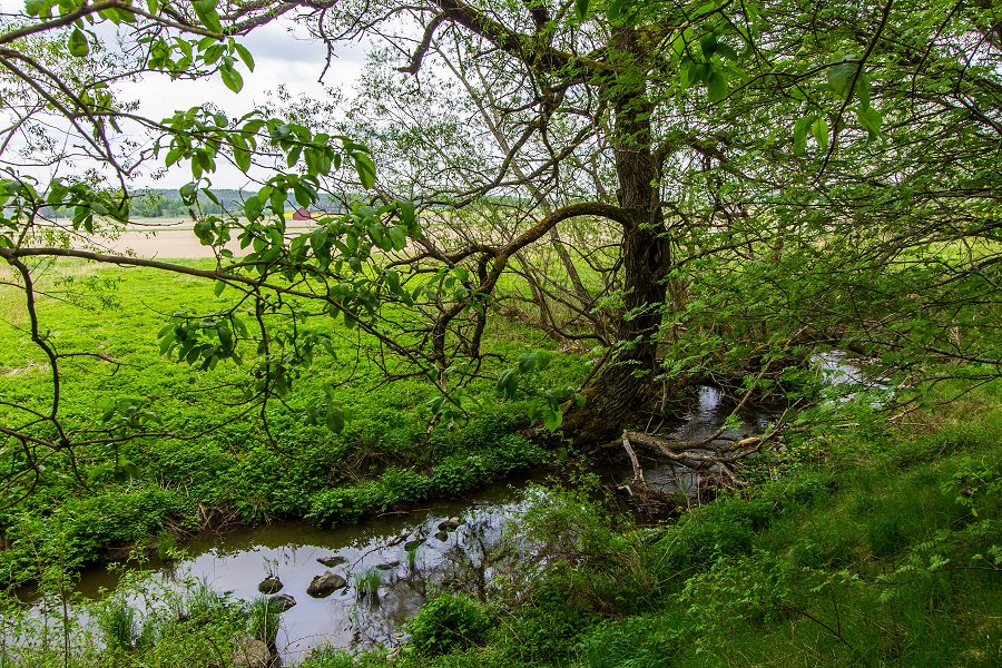Torslundagropens naturreservat - maj 2016 grenar i vatten