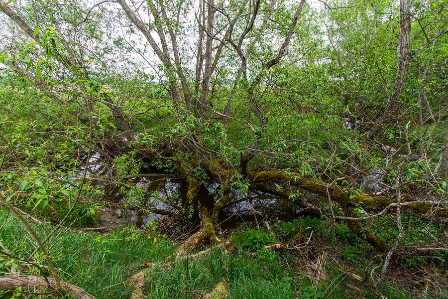 Torslundagropens naturreservat - maj 2016 sagan om ringen