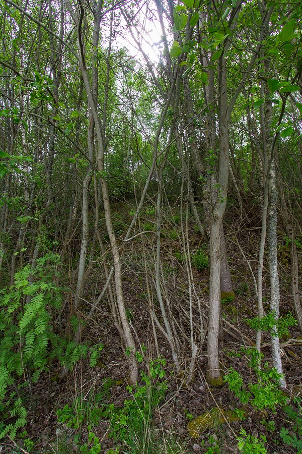 Torslundagropens naturreservat - maj 2016 snarig skog