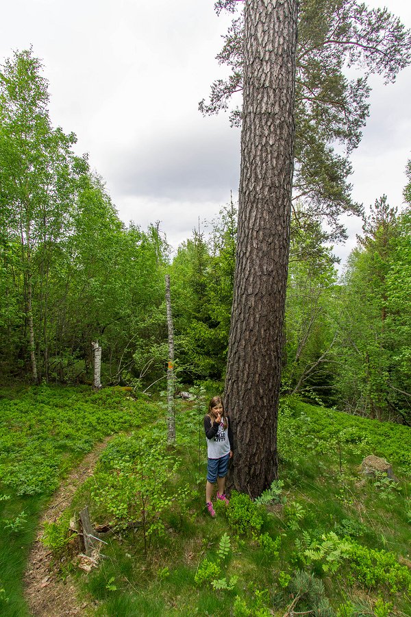 Torslundagropens naturreservat - maj 2016 stor tall