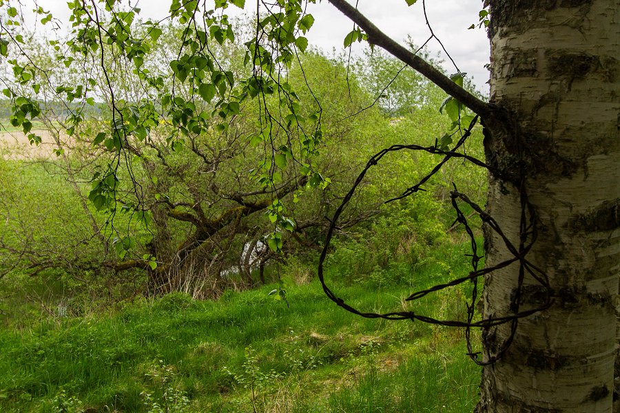 Torslundagropens naturreservat - maj 2016 taggtrad